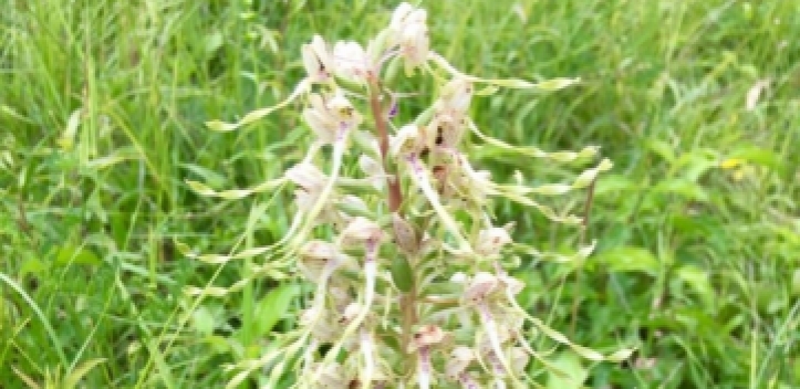 Kartenportal der Stadt Jena erweitert