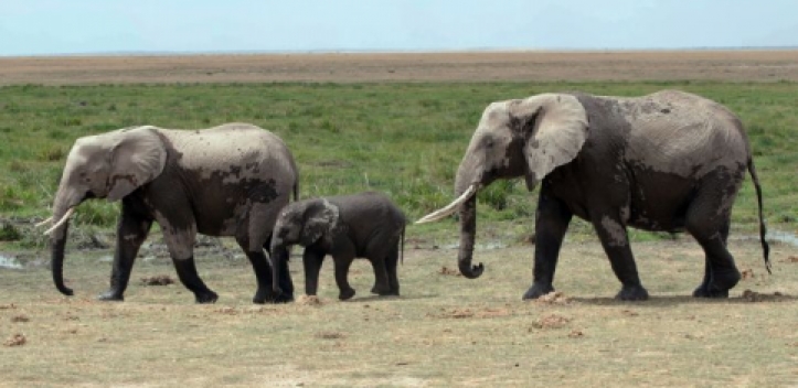 Biodiversitätsforscher berechnen Zusammenhang zwischen Körpergröße und Geschwindigkeit