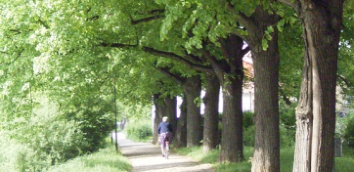 Unbekannte „Baumpfleger“ im Einsatz