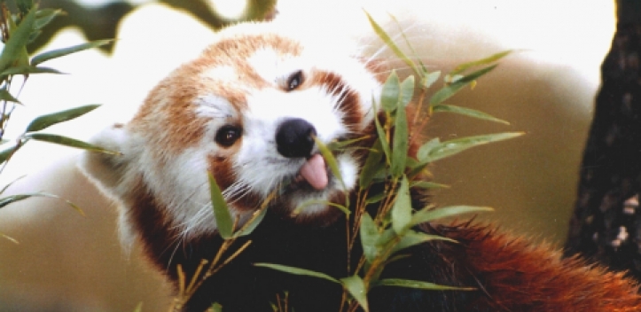 „Tierische Momente“ - Fotografien von Sigrid Schädlich