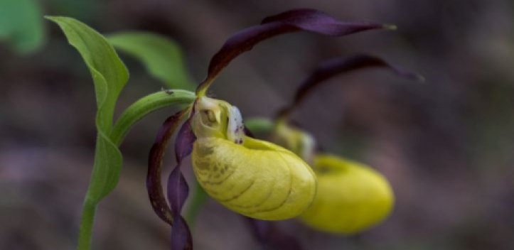 NABU-Projekt: Orchideen retten