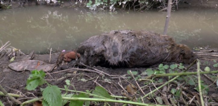 NABU: Biber vermutlich durch Menschen getötet