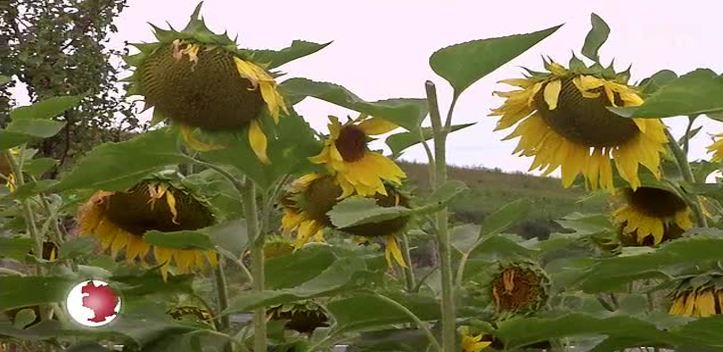 Für den guten Zweck: Bei der Agrargenossenschaft Bucha gibt es Sonnenblumen zum Mitnehmen