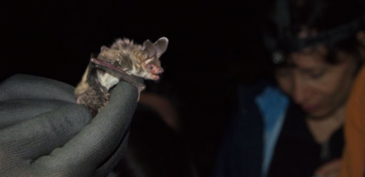 Jenaer „Nacht der Fledermäuse“