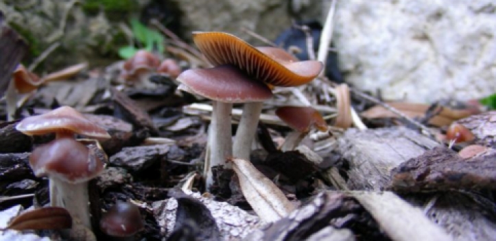 Von der Entzauberung magischer Pilze