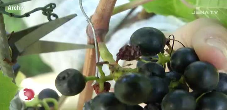 Für einen guten Tropfen: An der Leuchtenburg wird am Samstag wieder das Weinbergfest gefeiert