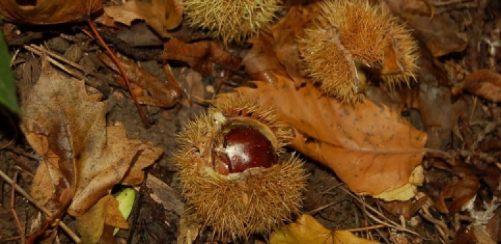 Esskastanie ist „Baum des Jahres“ 2018