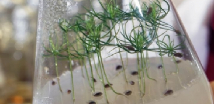 Die chemische Sprache der Natur