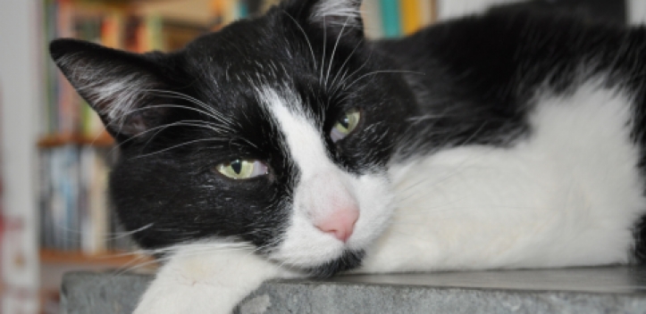 Tierische Weihnacht am 3. Advent im Tierheim Gera