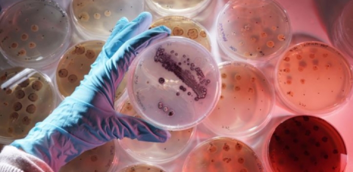 Mikroorganismen auf zwei Kontinenten studieren