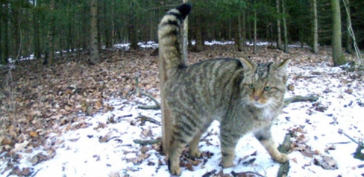 NABU-Projekt zur Wildkatze