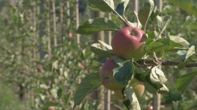 JenaJournal vom 26.08.2015