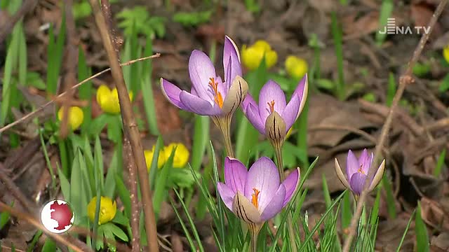 Frühlingsgefühle: Der bislang milde Winter lässt die Natur zeitiger als üblich erwachen