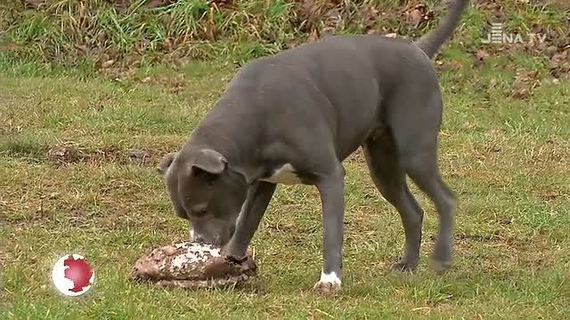 Festtagsbilanz: Im Jenaer Tierheim wurden über die Feiertage weniger Tiere abgegeben