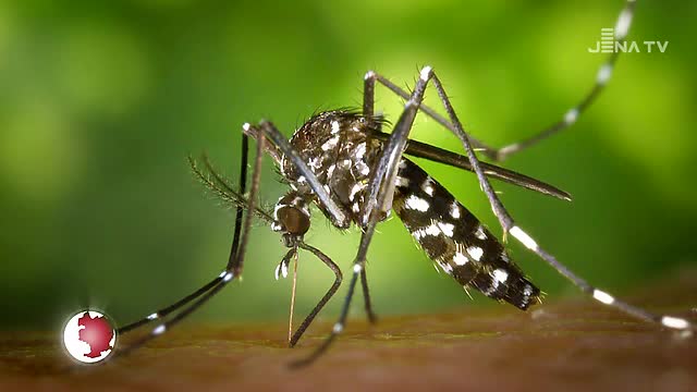 Gefährliches Insekt: Die Asiatische Tigermücke wurde wieder in Jena nachgewiesen