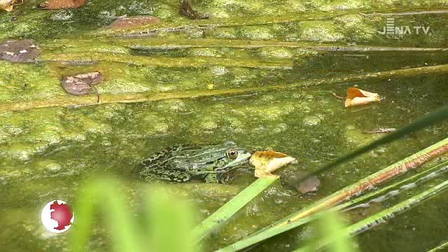 Erholung im Park: Die Bilder des Tages zeigen die Bewohner des Froschteiches im Paradies
