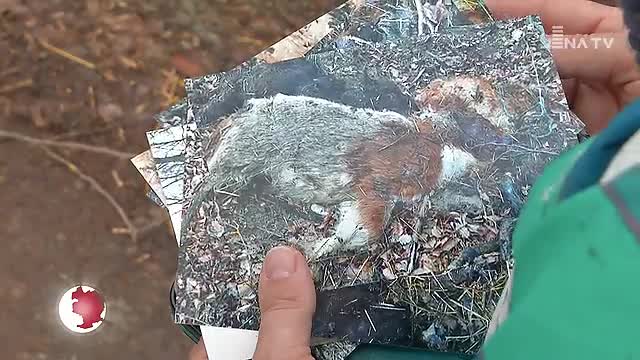 Tierkadaver: Das Entsetzen über den Fund in einem Waldstück bei Nerkewitz ist groß