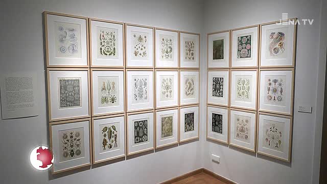Kunstformen: Auch die Kunstsammlung zeigt eine Schau anlässlich des 100. Todestages Ernst Haeckels