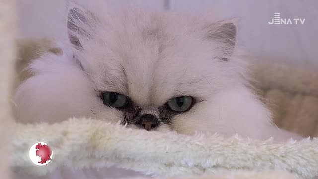 Serienstart: Das „Tier des Monats“ aus dem Tierheim Jena sucht ein neues Zuhause