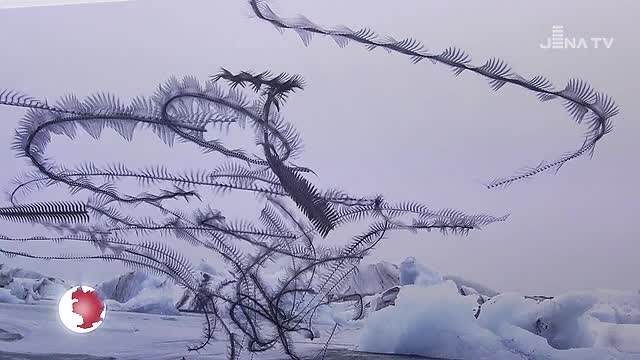 Vor der Kamera: Im Phyletischen Museum sind Fotografien von Flugbahnen der Vögel zu sehen