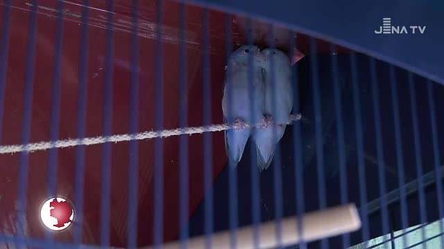 Große Hoffnung: Zwei Papageien suchen als „Tiere des Monats“ ein neues Zuhause