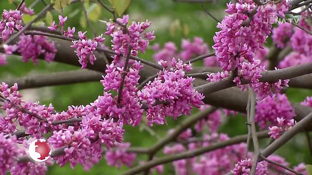 Für Naturfreunde: Die Freiflächen des Botanischen Gartens haben seit heute wieder geöffnet
