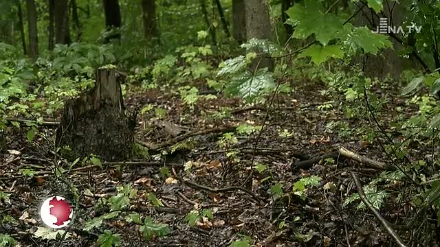 Gefährdet: Trotz Regens herrschen in Jena momentan die Waldbrandgefahrenstufen 1 und 4