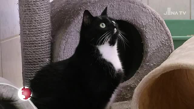 Engagement für Heimatlose: „Tier des Monats“ ist ein Kater mit dem außergewöhnlichen Namen „Mariechen“ 