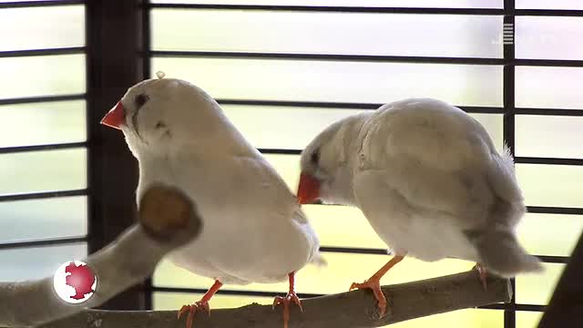 Besuch im Tierheim: Die beiden Zebrafinken Piep und Piet suchen ein neues Zuhause