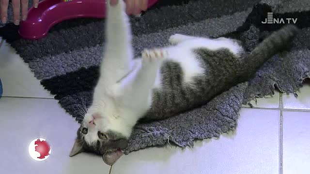 Vorgestellt: Unser „Tier des Monats“ ist der verschmuste und neugierige Kater Zayne 