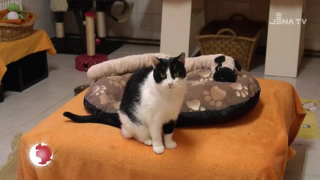 Tierheim: Auch in diesem Jahr gibt es in der Weihnachtszeit einen Vermittlungsstopp 