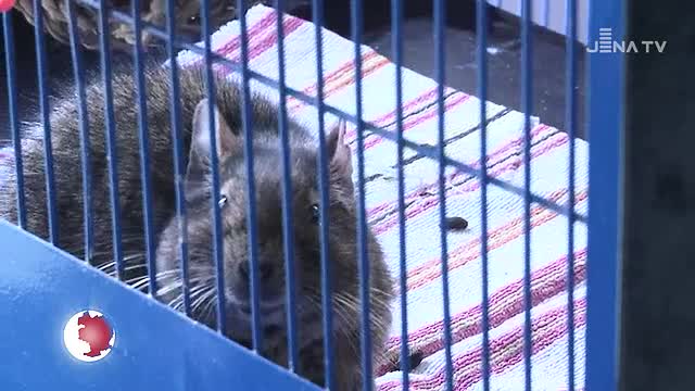 Tiere des Monats: Die beiden Degus Beppo und Bruce warten auf ein neues Zuhause