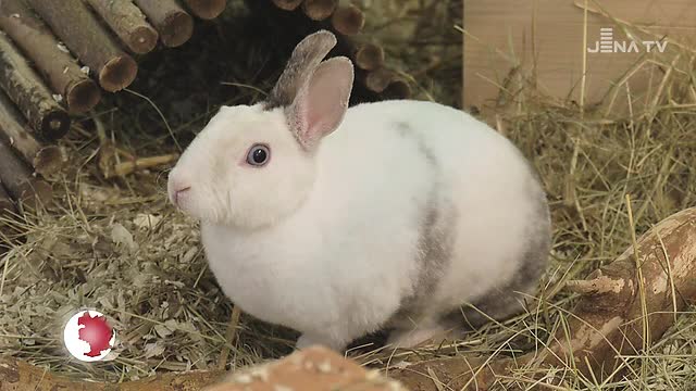 Tier des Monats: Die Kaninchendame „Einstein“ aus dem Tierheim sucht ein neues Zuhause  