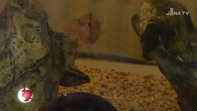 Zuhause gesucht: Bei unseren Tieren des Monats Juli geht es um Barsche, Welse und Schwertträger