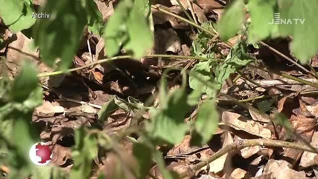 Neuer Wandertag auf dem Forst: Der Förderkreis Familienfreundliches Jena lädt am Sonntag ein