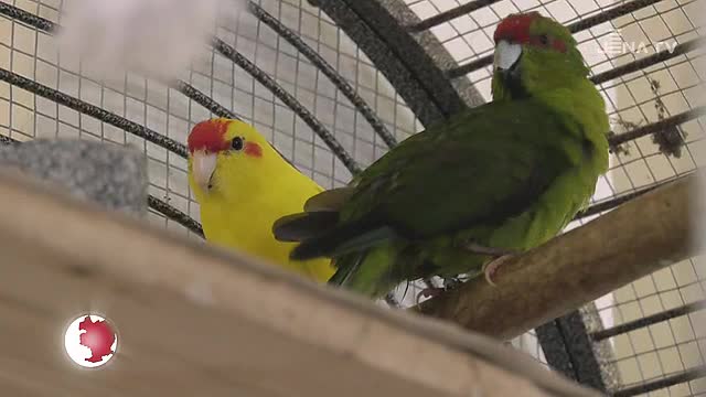 Im Tierheim: Zwei Ziegensittiche suchen ein neues und liebevolles Zuhause