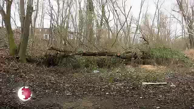 Pro und Kontra: Bei einem Vor-Ort-Termin an der Camsdorfer Brücke ging es um den Baumverschnitt