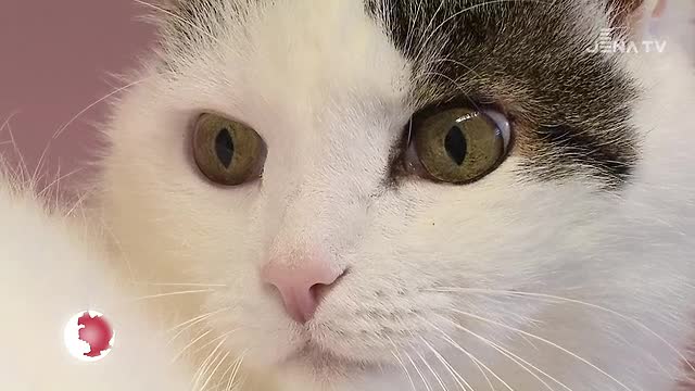 Tierheim in Göschwitz: Unser „Tier des Monats“ ist Herr Scholz aus Paris