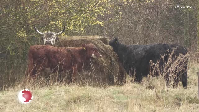 Rinderherde auf dem Windknollen: Auf der Weidefläche sollen Flora und Fauna geschützt werden