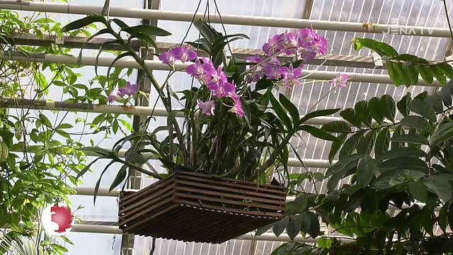 Frühling im Botanischen Garten: In der Einrichtung der Universität grünt und blüht es 