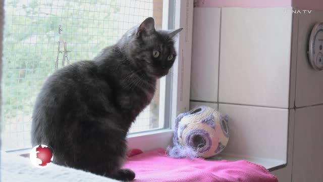 Katze im Tierheim: Die kleine Fellnase Üffchen sucht ein liebevolles neues Zuhause