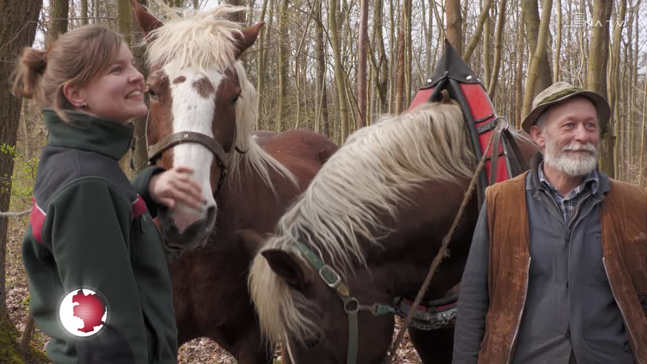 Rückepferde im Stadtforst: Im Wald wurde ein Vorgeschmack auf den Thüringer Holzmarkt gegeben
