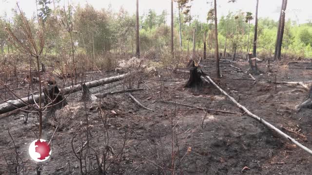 Abgebrannt - Auf einer Fläche von rund zwei Hektar brannte nahe Bad Klosterlausnitz der Wald