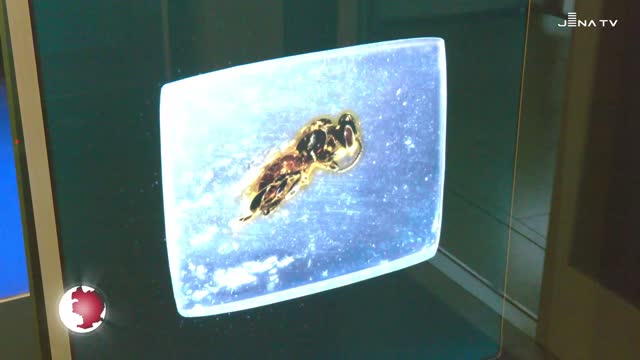 Verborgene Schätze – Bernsteinausstellung zeigt bisher unbekannte Arten von Staubläusen und Stachelkäfern