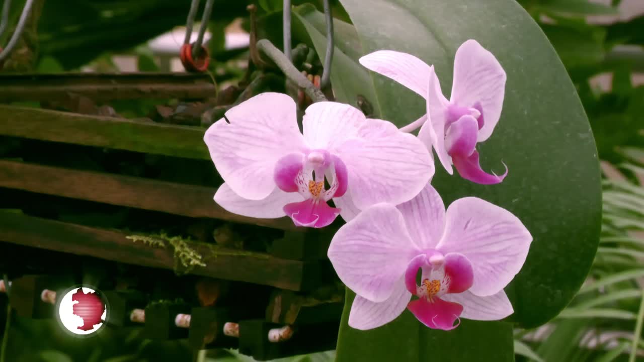 Botanischer Garten – In Gewächshäusern blüht und grünt es das ganze Jahr