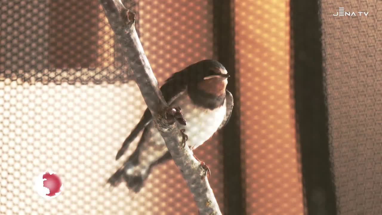 Wildvogelhilfe – Ehrenamtliche pflegen hilfsbedürftige Vögel