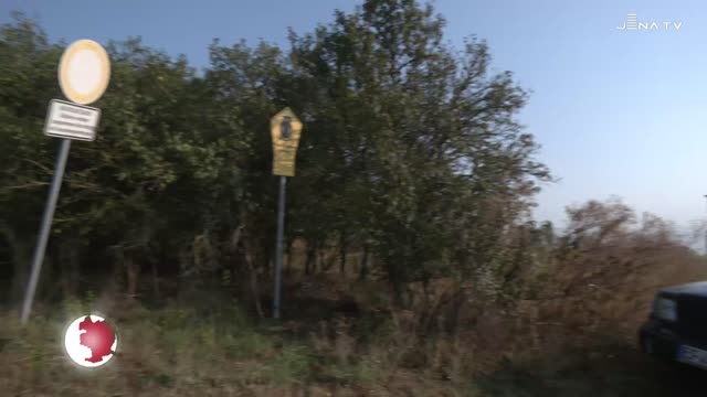 Zackenschötchen – Berufsschüler jäten invasive Pflanze