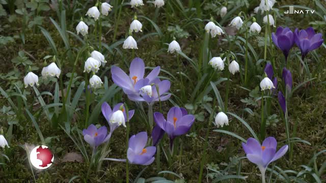 Frühlingsboten – Impressionen aus dem Botanischen Garten