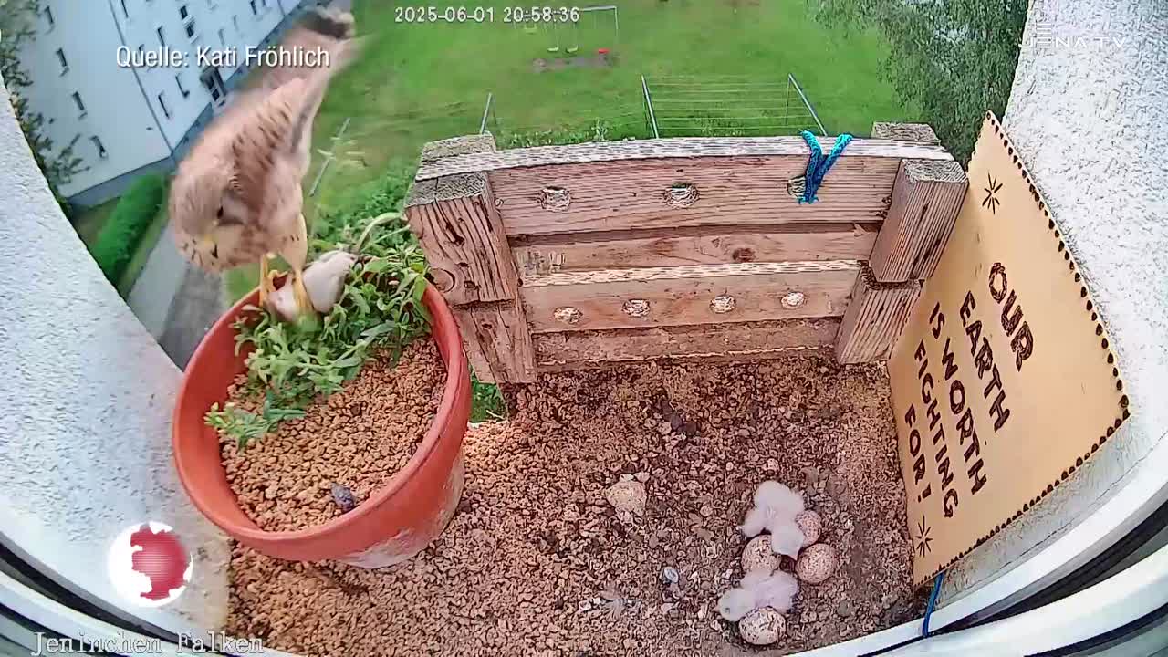 Livestream – Turmfalkennachwuchs auf dem Fensterbrett beobachten