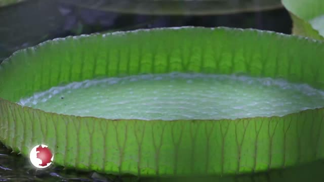 Blütenpracht – Riesenseerose Victoria im Botanischen Garten blüht nur zwei Nächte